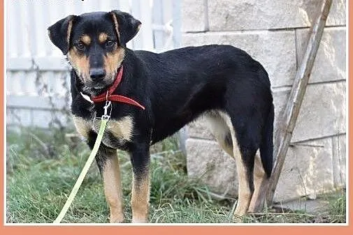 17kg,średnia,przyjazna,łagodna suczka MISIA.Adopcj