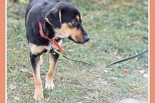 17kg,średnia,przyjazna,łagodna suczka MISIA.Adopcj