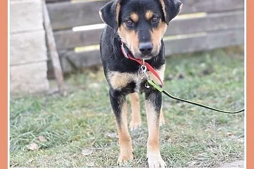 17kg,średnia,przyjazna,łagodna suczka MISIA.Adopcj