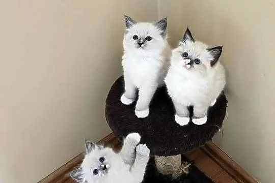Kocurki Ragdoll czekają na nowych właścicieli