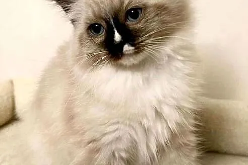 Kocurki Ragdoll czekają na nowych właścicieli, Mazowieckie, Stara Niedziałka