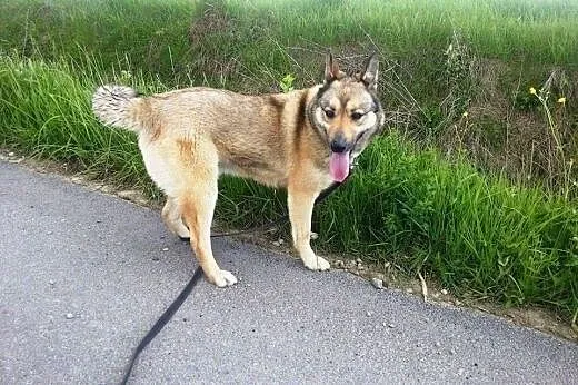 Luna z łańcucha bardzo pilnie szuka domu!,  podkarpackie Przemyśl