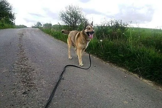 Luna z łańcucha bardzo pilnie szuka domu!,  podkar