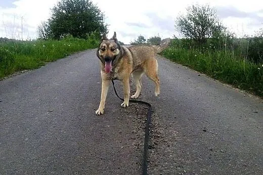 Luna z łańcucha bardzo pilnie szuka domu!,  podkar
