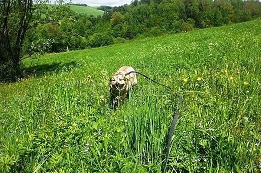 Luna z łańcucha bardzo pilnie szuka domu!,  podkar