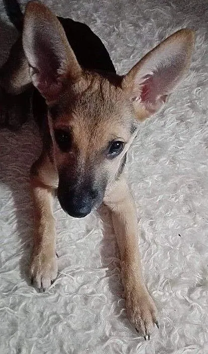 5 m-czny szczeniaczek,przesympatyczna,przytulaśna sunia PIXI.Adopcja., , Wrocław