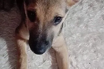 5 m-czny szczeniaczek,przesympatyczna,przytulaśna sunia PIXI.Adopcja., , Wrocław