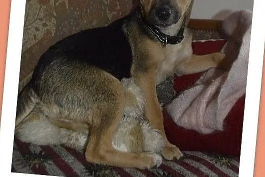 5 m-czny szczeniaczek,przesympatyczna,przytulaśna sunia PIXI.Adopcja., , Wrocław