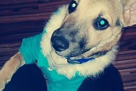 5 m-czny szczeniaczek,przesympatyczna,przytulaśna sunia PIXI.Adopcja., , Wrocław