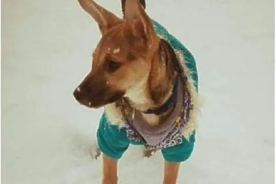 5 m-czny szczeniaczek,przesympatyczna,przytulaśna sunia PIXI.Adopcja., , Wrocław