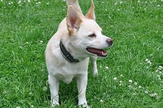 PIMPUŚ - mały, 10 kg super piesek szuka domu!,  mazowieckie Warszawa