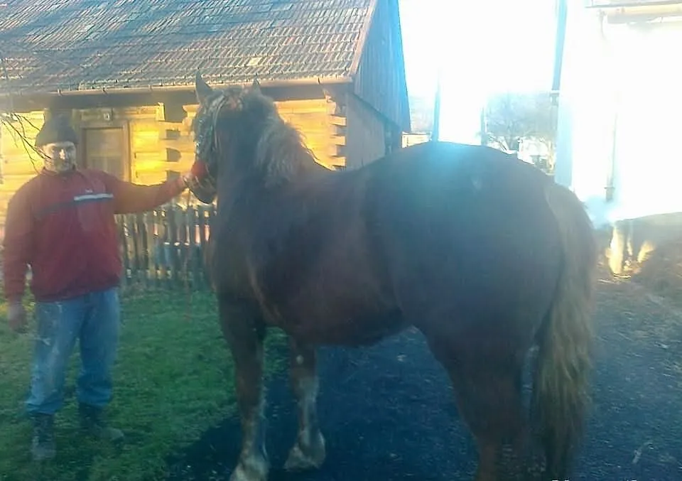 Klacz zimnokrwista