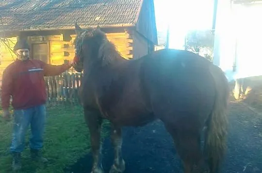 Klacz zimnokrwista