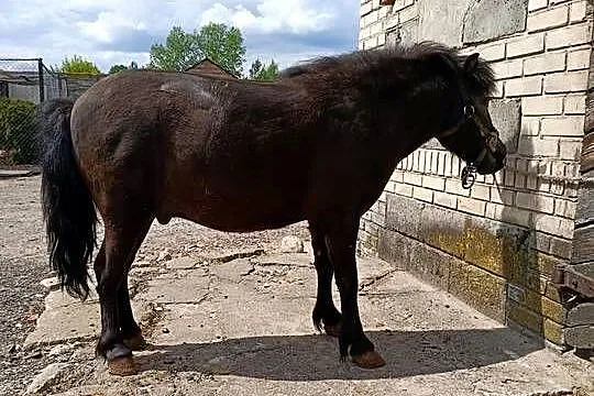 Sprzedam kucyka ogierek, Łódzkie, Mastki