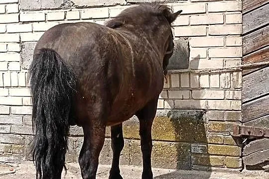 Sprzedam kucyka ogierek, Łódzkie, Mastki