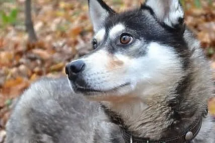Maki - urocza sunia w typie Siberian Husky szuka d