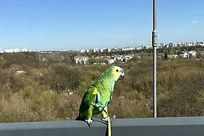Sprzedam amazonkę niebieskoczeloną z klatką i pełnym wyposażeniem