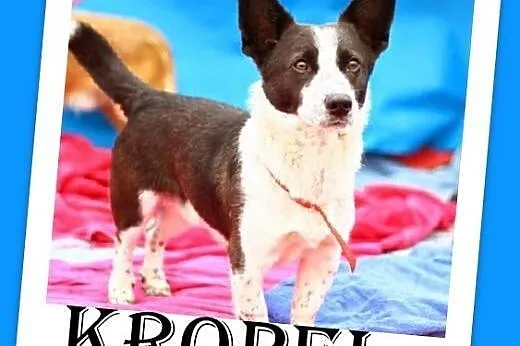 7kg,mały,przyjazny,wesoły piesek KROPEL.Adopcja,  łódzkie Łódź