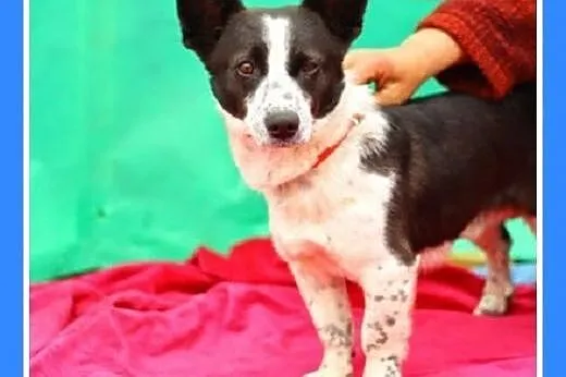 7kg,mały,przyjazny,wesoły piesek KROPEL.Adopcja,  