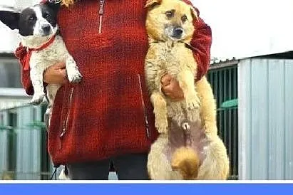 7kg,mały,przyjazny,wesoły piesek KROPEL.Adopcja,  