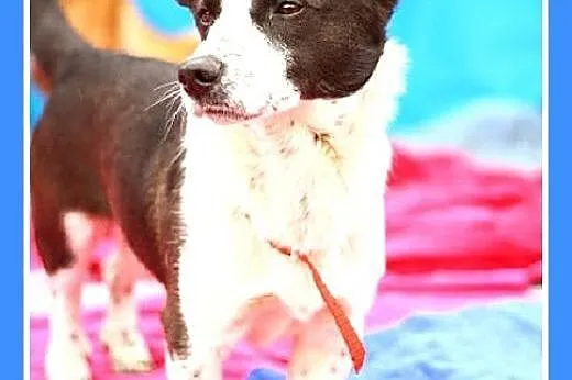 7kg,mały,przyjazny,wesoły piesek KROPEL.Adopcja,  