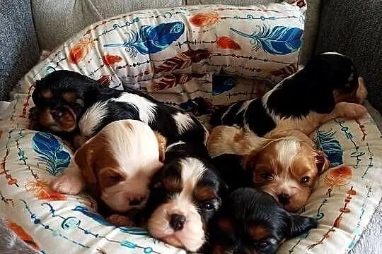 Reproduktor Cavalier King Charles Spaniel tri color Ruby