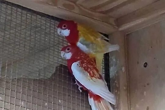 Sprzedam papugi aleksandretty patagonki rozelle, Mazowieckie, Kuczki-Kolonia