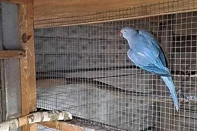Sprzedam papugi aleksandretty patagonki rozelle, Mazowieckie, Kuczki-Kolonia