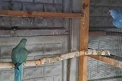 Sprzedam papugi aleksandretty patagonki rozelle, Mazowieckie, Kuczki-Kolonia