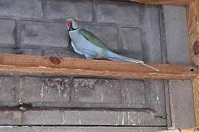 Sprzedam papugi aleksandretty patagonki rozelle, Mazowieckie, Kuczki-Kolonia