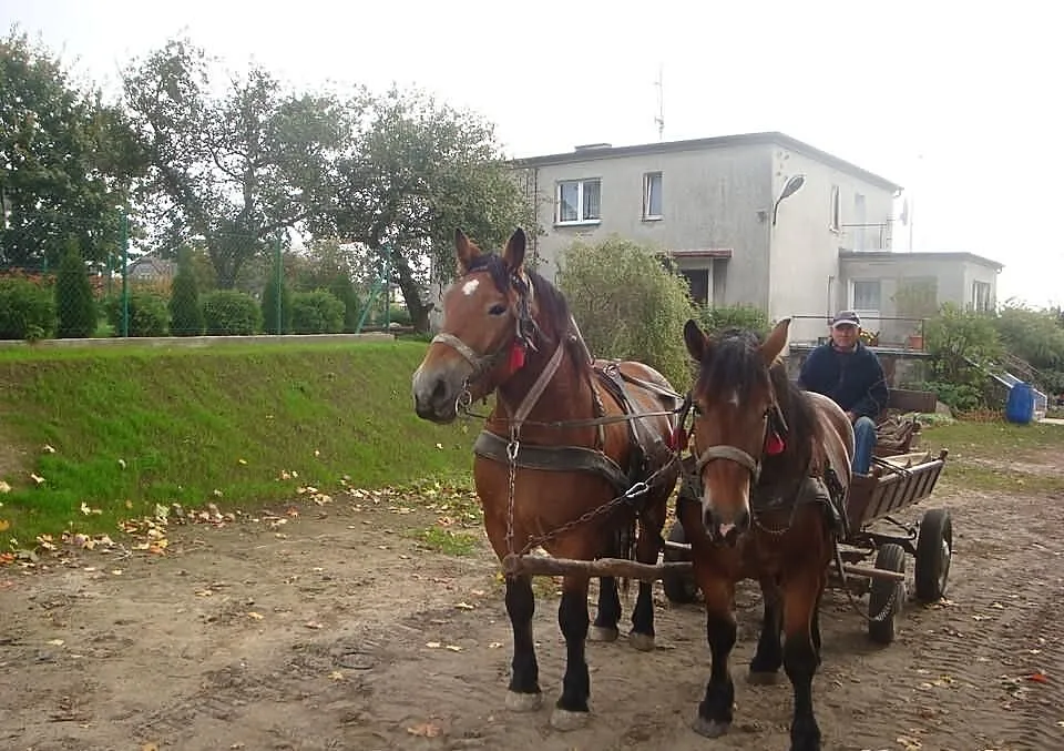 2 klacze źrebne wiek 2,5 3,5 roku Pełna dokumentac