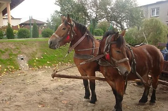 2 klacze źrebne wiek 2,5 3,5 roku Pełna dokumentac