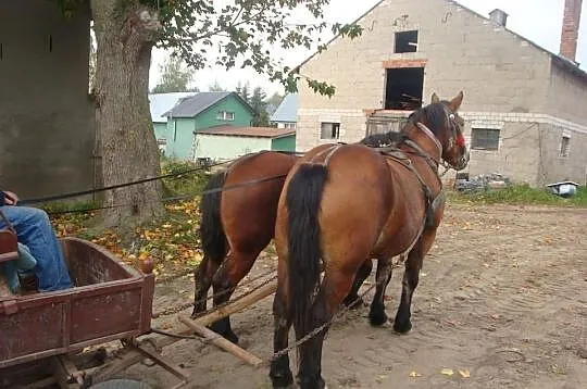 2 klacze źrebne wiek 2,5 3,5 roku Pełna dokumentac
