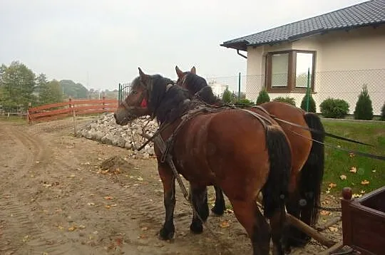 2 klacze źrebne wiek 2,5 3,5 roku Pełna dokumentac