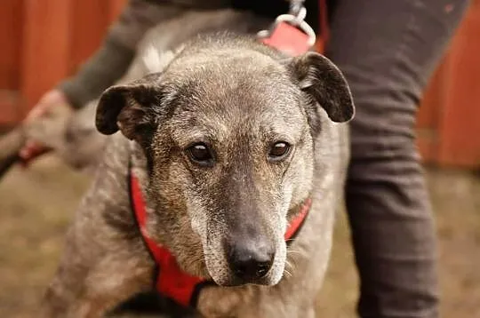 Maila, bardzo grzeczna, poczciwa suczka do pokochania od zaraz!