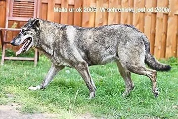 Maila, bardzo grzeczna, poczciwa suczka do pokocha