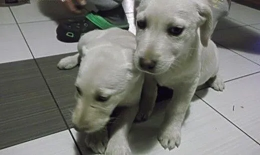 Szczeniaki, mama labrador, mazowieckie Warszawa