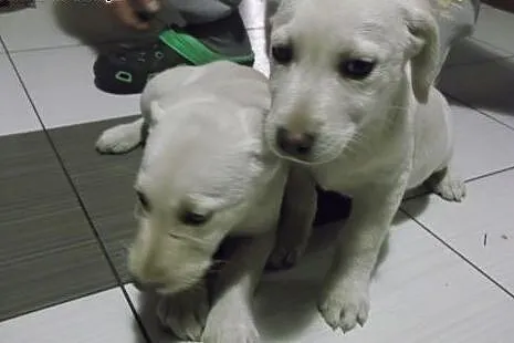szczeniaki, mama labrador, mazowieckie Warszawa