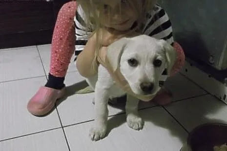 Szczeniaki, mama labrador,  mazowieckie Warszawa