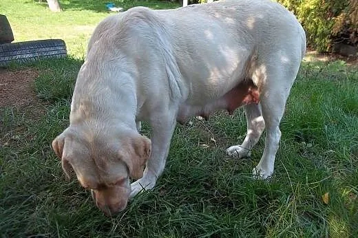 Szczeniaki, mama labrador,  mazowieckie Warszawa