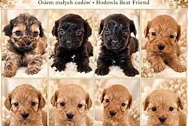 Cavapoo f1b szczenięta