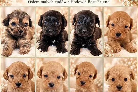 Cavapoo f1b szczenięta