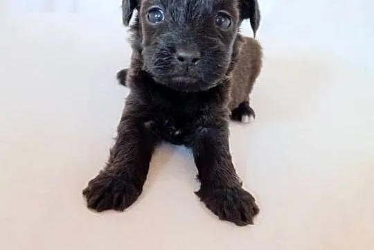 Cavapoo f1b szczenięta, Opolskie, Krapkowice