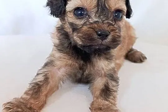Cavapoo f1b szczenięta, Opolskie, Krapkowice