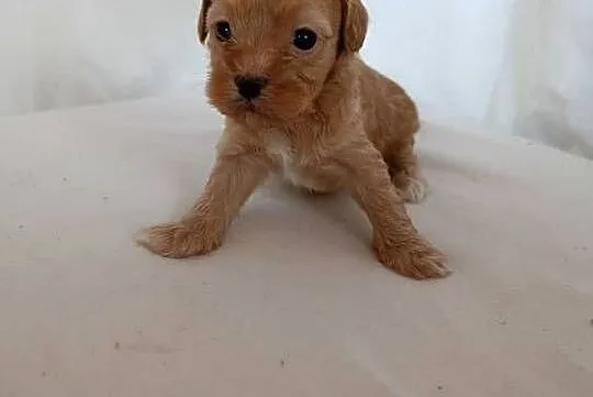 Cavapoo f1b szczenięta, Opolskie, Krapkowice