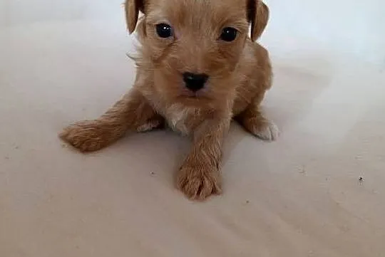 Cavapoo f1b szczenięta, Opolskie, Krapkowice