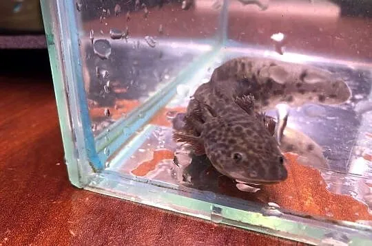 Aksolotl meksykański, Ambystoma meksykańska z polskiej hodowli, Łódzkie, Andrespol
