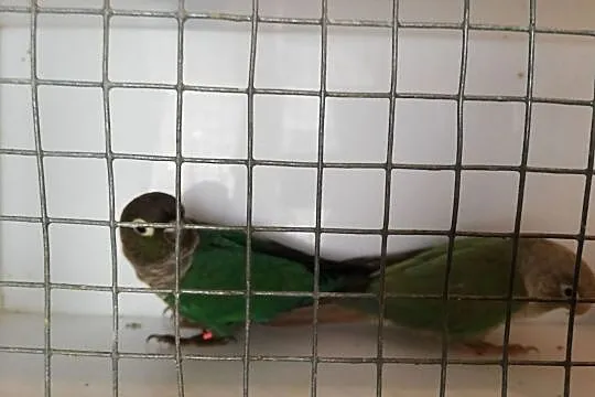 Rudosterki Para Turkus, Podkarpackie, Przemyśl