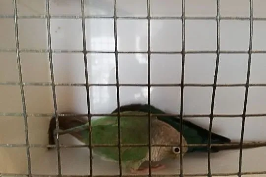 Rudosterki Para Turkus, Podkarpackie, Przemyśl