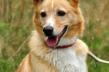 Gofer - młody, ładny pies :)